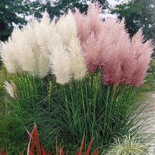 pampas_trave_mix