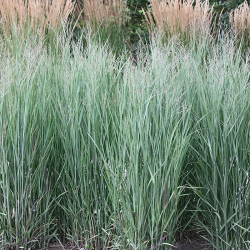 panicum_heavy_metal