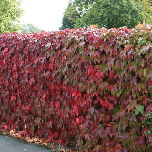 partenocissus_tricuspidata_veitchii