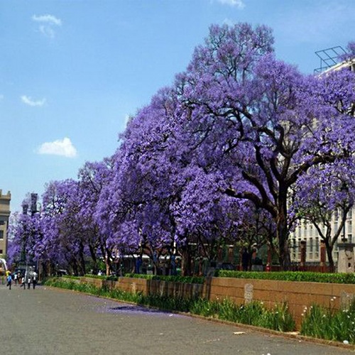 paulownia