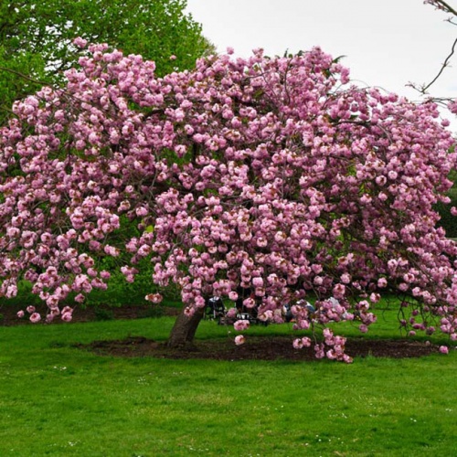prunus_serulata_kanzan