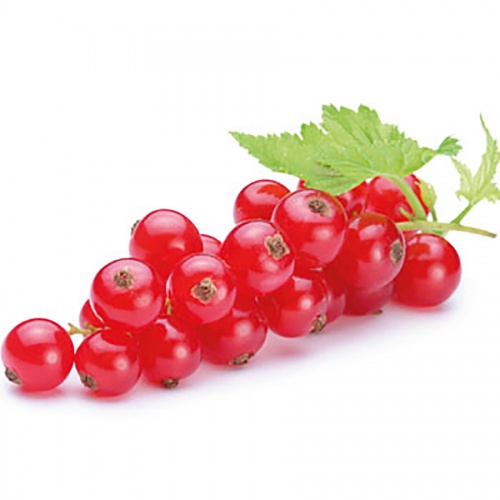 ribizla