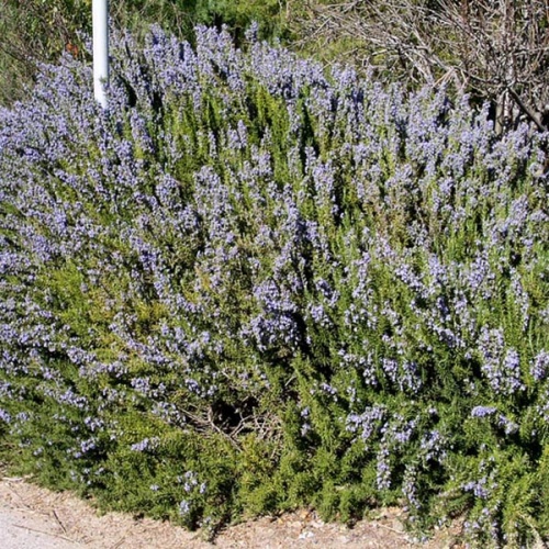 rumarin__rosmarinus_officinalis