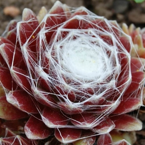 sempervivum_arachnoideum_tomentosum