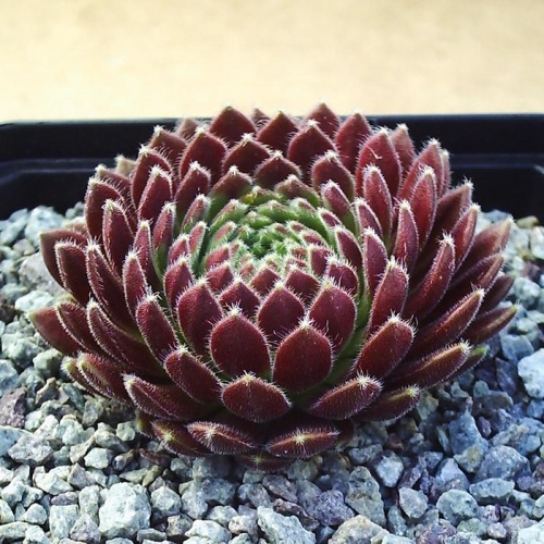sempervivum_crimson_velvet