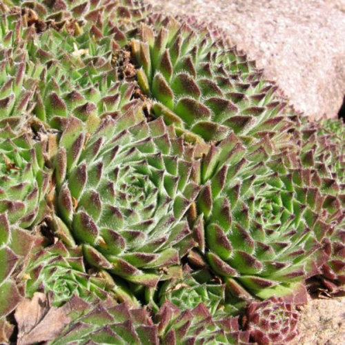 sempervivum_giuseppii