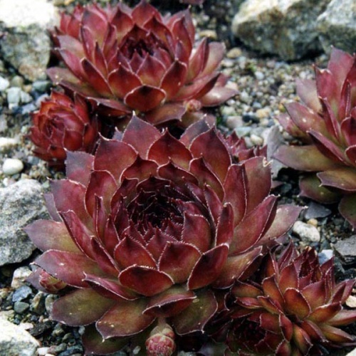 sempervivum_marmoreum_ornatum