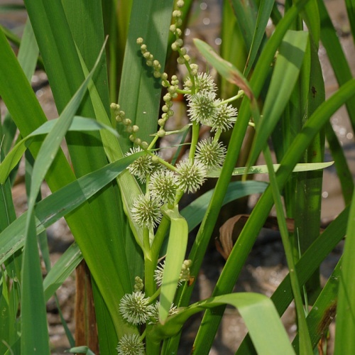 sparganium_erectum