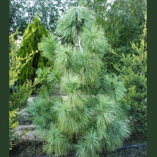 svileni_bor_pinus_excelsa_niall