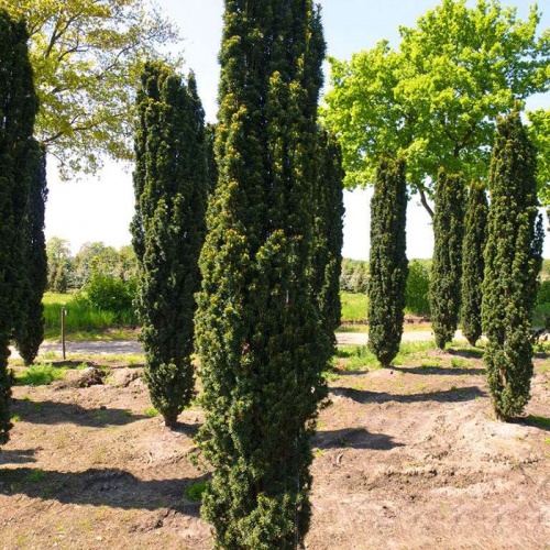taxus_baccata_fastigiata3