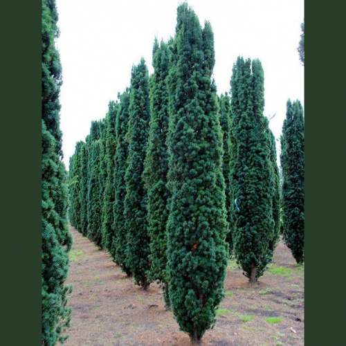 taxus_baccata_fastigiata4
