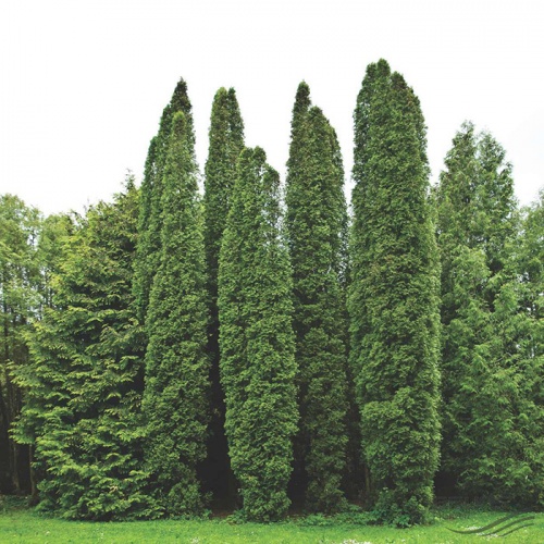 thuja_occidentalis_columna1