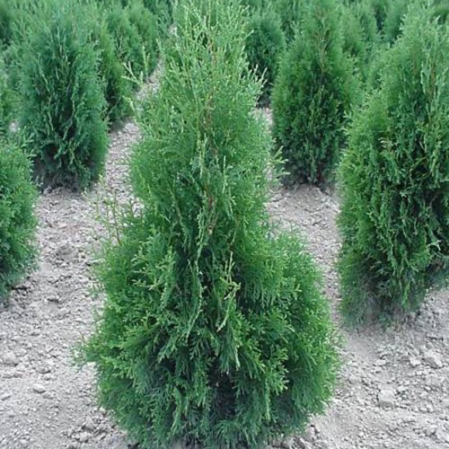 thuja_occidentalis_columna2