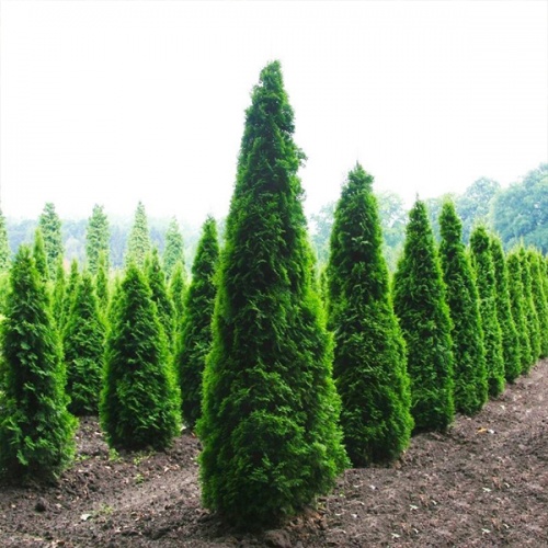 thuja_occidentalis_columna3