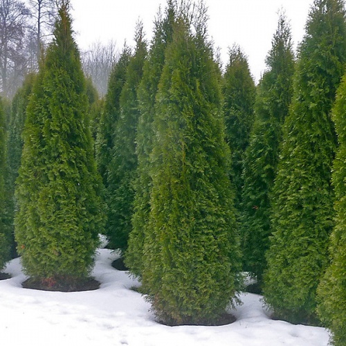 thuja_occidentalis_smaragd2