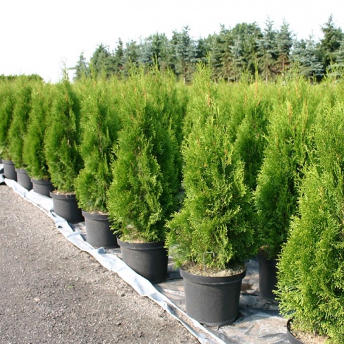 thuja_occidentalis_smaragd3