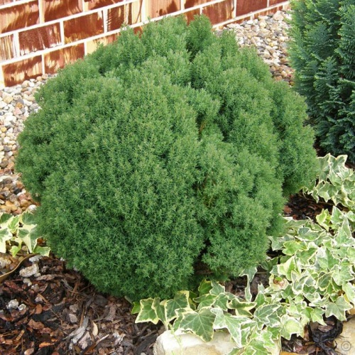 thuja_occidentalis_teddy2