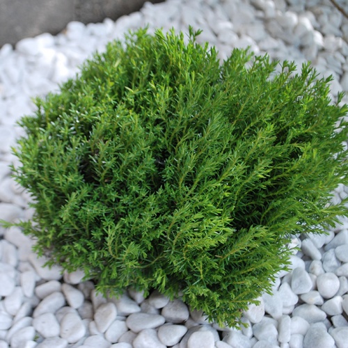 thuja_occidentalis_teddy3
