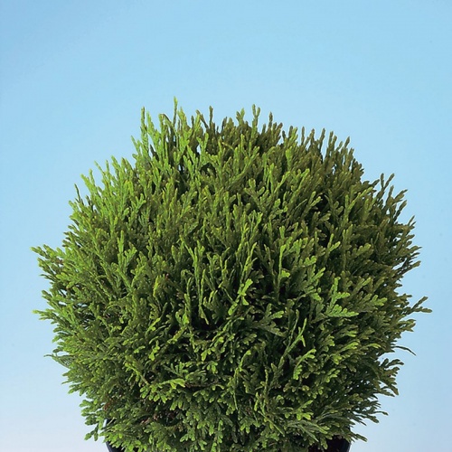 thuja_occidentalis_tiny_tim1