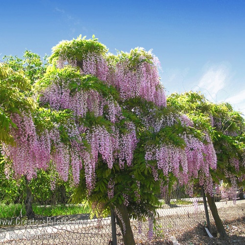 wisteria_floribunda_rosea