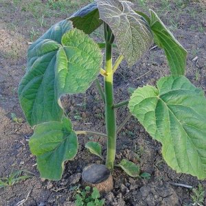 Plantaza paulovnje u Tolisi kod Domaljevca - 2015/2016