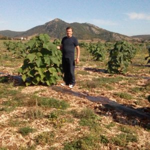 livno