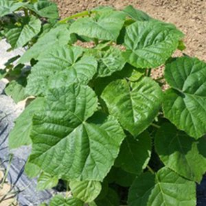 Plantazni