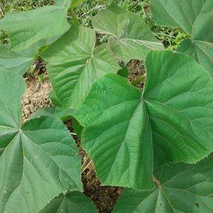 Plantaža paulovnije u Zabrdju kod Ugljevika